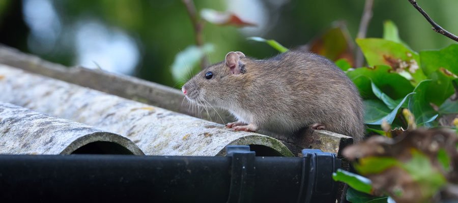 Chicago America’s Rattiest City