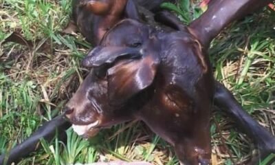 Two-Headed Calf