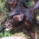 Two-Headed Calf