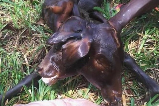 Two-Headed Calf