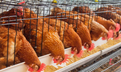 Poultry Discharge