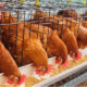Poultry Discharge