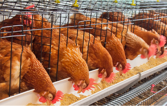 Poultry Discharge