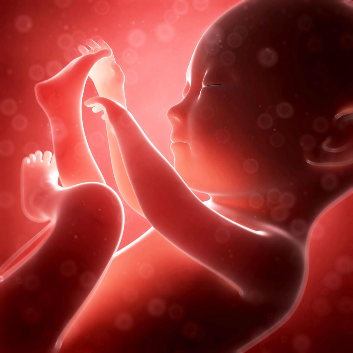 Babies In The Womb