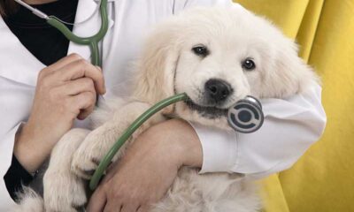 Fake Veterinary Drugs