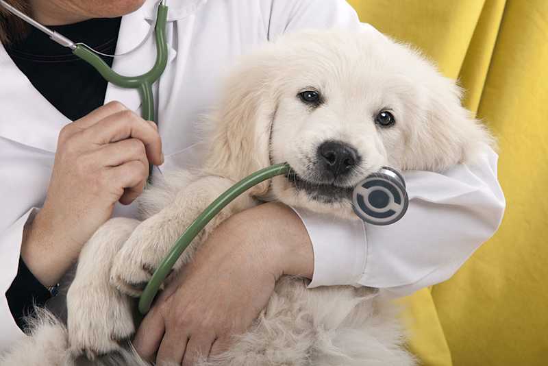 Fake Veterinary Drugs