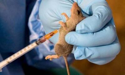 Lassa Fever